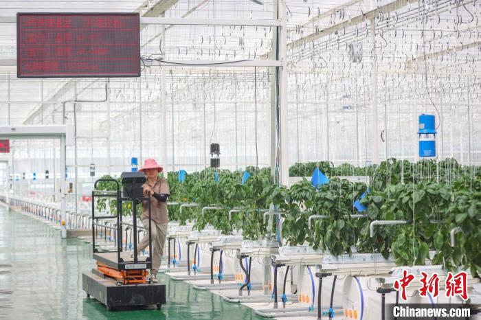 智慧化水果大棚增產(chǎn)增收?！°蟛?攝