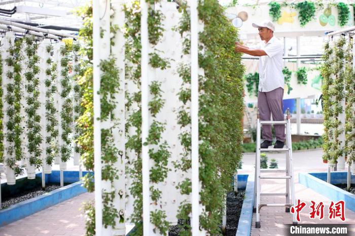 氣霧栽培是是一種無(wú)土栽培技術(shù)。　泱波 攝