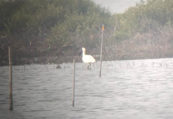 臺(tái)江巡查員在中秋節(jié)捕捉第一只抵臺(tái)的黑面琵鷺身影。圖片來源：臺(tái)灣“中時(shí)新聞網(wǎng)”(臺(tái)江國家公園管理處提供)