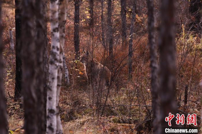 圖為野生猞猁悠悠地走進(jìn)叢林里?！⊥踵嵷?攝