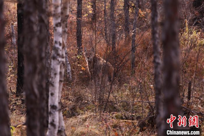 圖為野生猞猁與王鄭胤進(jìn)行“眼神交流”。　王鄭胤 攝