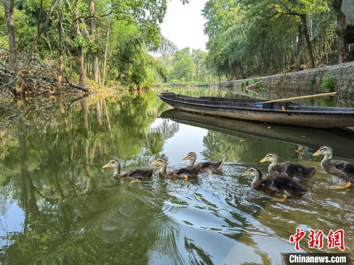 豪洛溪龍池段岸綠水清?！∽T雅麗 攝