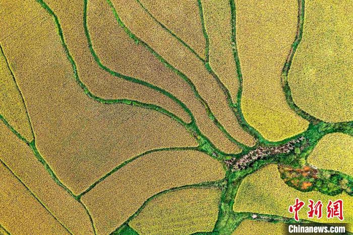 9月16日，航拍貴州省黔西市林泉鎮(zhèn)合心村稻田。