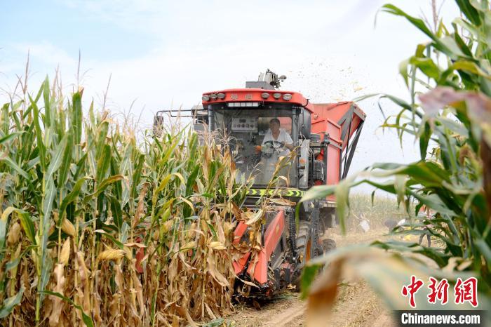 莖穗兼收玉米收割機(jī)正在作業(yè)?！〈拶t飛 攝