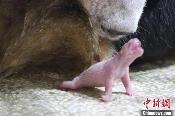 秦嶺大熊貓“安安”誕下幼仔?！∏貛X大熊貓研究中心供圖