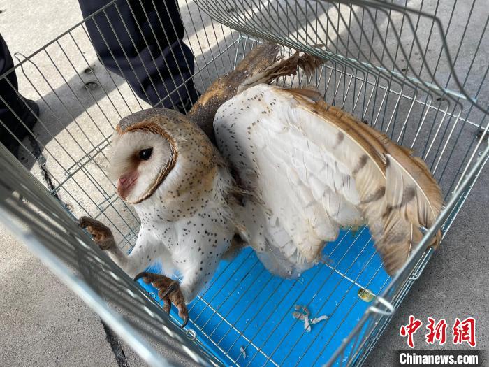 圖為受到救助的猴面鷹?！〉潞赀吘彻芾碇ш?duì)供圖