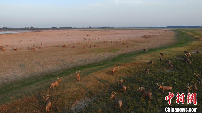 持續(xù)干旱致石首麋鹿國家級自然保護(hù)區(qū)河床裸露?！∈作缏箛壹壸匀槐Ｗo(hù)區(qū)管理處供圖