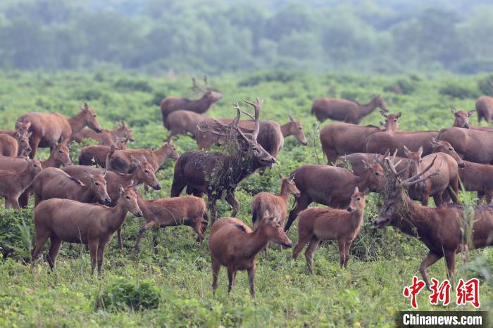 石首麋鹿國家級自然保護(hù)區(qū)內(nèi)生活著目前世界最大的麋鹿野生種群。(資料圖) 石首麋鹿國家級自然保護(hù)區(qū)管理處供圖