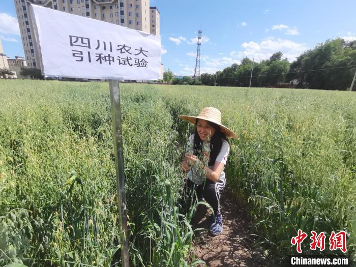 川農(nóng)大進行引種試驗?！∷拇ㄞr(nóng)業(yè)大學(xué)供圖