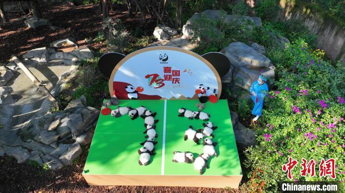 成都大熊貓繁育研究基地13只“2022級(jí)”新生大熊貓首次集體亮相?！〕啥即笮茇埛庇芯炕毓﹫D