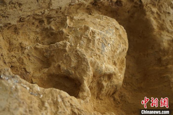 鄖縣人3號頭骨?！椅奈锞止﹫D