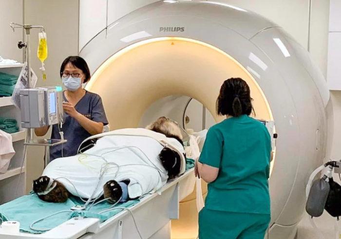 贈(zèng)臺(tái)大熊貓“團(tuán)團(tuán)”出現(xiàn)疑似癲癇癥狀，到臺(tái)大附設(shè)動(dòng)物醫(yī)院進(jìn)行MRI檢查。圖／臺(tái)北市動(dòng)物園提供.png
