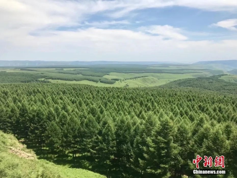 資料圖：塞罕壩林場。圖片來源：視覺中國
