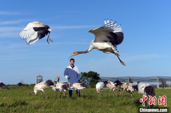 幼鶴練習飛翔。　顧鋒明 攝