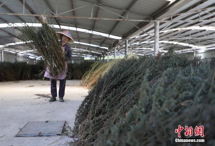 重慶酉陽縣地處武陵山區(qū)腹地，十分適合青蒿生長，出產(chǎn)青蒿草占全球產(chǎn)量八成，被譽為“世界青蒿之都”。目前，重慶酉陽青蒿主要栽培品種中的青蒿素含量普遍在15.0‰左右，最高達25.0‰，為世界之最。截至2022年，青蒿產(chǎn)業(yè)遍布酉陽全縣15個鄉(xiāng)鎮(zhèn)57個村，涉及企業(yè)26家，種植戶9600多戶，種植面積達6.8萬畝，實現(xiàn)青蒿草年產(chǎn)量9000余噸。圖為9月6日，農(nóng)戶正在整理晾曬后的青蒿草。 <a target='_blank' href='/'>中新社</a>記者 周毅 攝