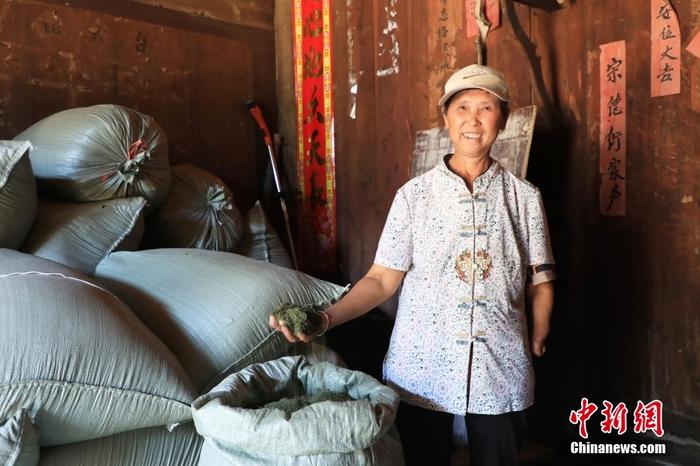 圖為9月6日，青蒿種植戶冉茂珍展示曬干并碾碎后的青蒿草。 <a target='_blank' href='/'>中新社</a>記者 周毅 攝