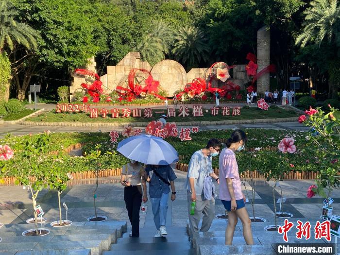 圖為游客參觀南寧青秀山朱槿·市花展?！×譂嶇?攝