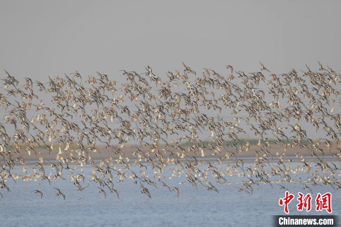 鸻鷸類群體 莫訓(xùn)強(qiáng) 攝 鸻鷸類群體 莫訓(xùn)強(qiáng) 攝