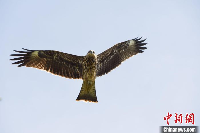 黑鳶 莫訓(xùn)強(qiáng) 攝 黑鳶 莫訓(xùn)強(qiáng) 攝