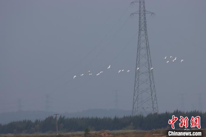 這是福建省觀鳥(niǎo)協(xié)會(huì)開(kāi)展福建沿海水鳥(niǎo)調(diào)查18年來(lái)，這一全球?yàn)l危珍稀鳥(niǎo)類(lèi)在秋冬季最早飛臨興化灣的記錄?！「＝ㄓ^鳥(niǎo)協(xié)會(huì)會(huì)員阿曾供圖