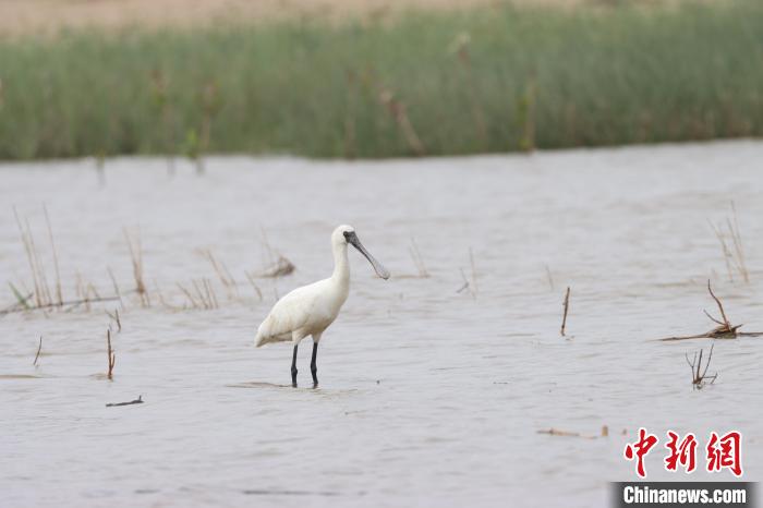 在福建觀測(cè)到的黑臉琵鷺。資料圖。　福建觀鳥(niǎo)協(xié)會(huì)會(huì)員阿曾供圖