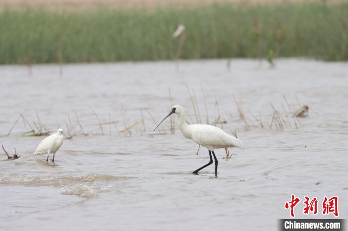 在福建觀測(cè)到的黑臉琵鷺。資料圖?！「＝ㄓ^鳥(niǎo)協(xié)會(huì)會(huì)員阿曾供圖