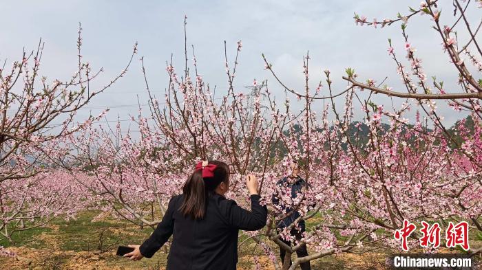 新村村千畝桃園。　田連崗 攝