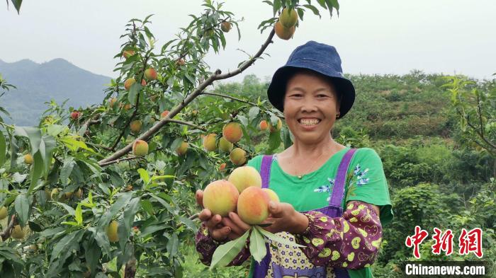 新晃新村村“黃金果”鼓起了民眾錢袋子?！√镞B崗 攝