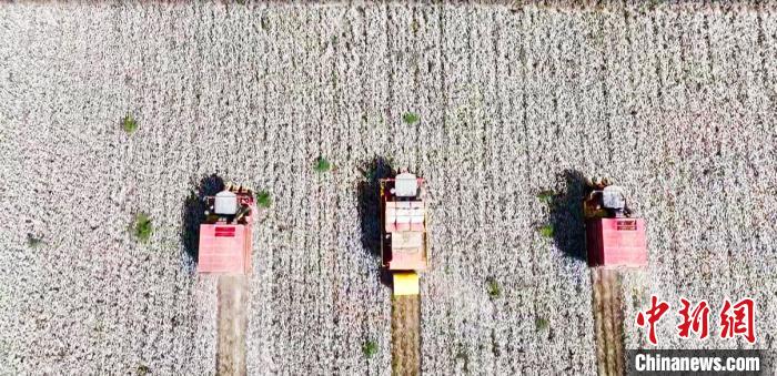 新疆阿克蘇市大型采棉機在棉海里來回穿梭，經(jīng)過一番“吞云吐霧”，“生產(chǎn)”出成型的棉包?！⒈?攝