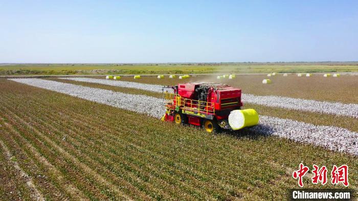尉犁縣興平鎮(zhèn)統(tǒng)其克村的高標準棉田里機聲隆隆，大型國產(chǎn)采棉機在棉田里來回穿梭，完成采摘、壓縮、打包?！⊥糁均i 攝