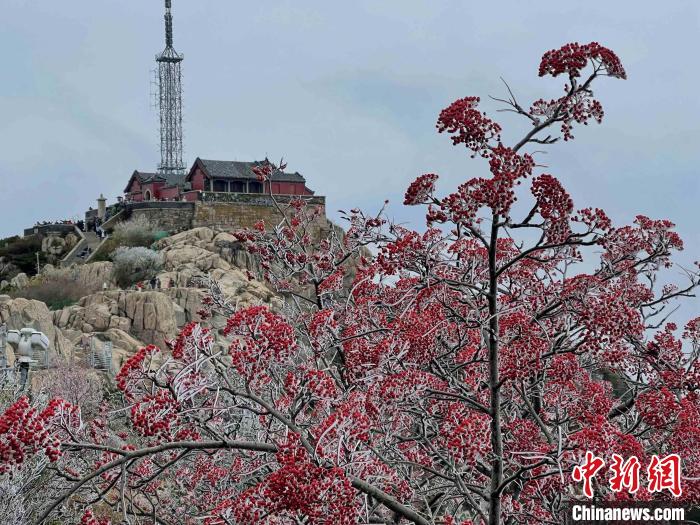 10月4日，泰山之巔現(xiàn)霧凇奇觀，冰雕玉砌、晶瑩閃爍的霧凇綴滿枝頭，一樹樹、一叢叢，甚是好看?！±捉?攝