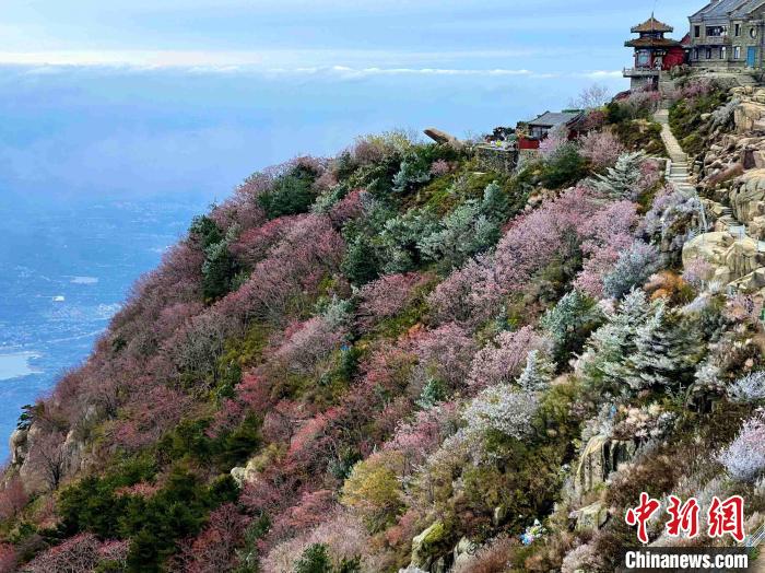 10月4日，泰山之巔現(xiàn)霧凇奇觀，冰雕玉砌、晶瑩閃爍的霧凇綴滿枝頭，一樹樹、一叢叢，甚是好看?！±捉?攝