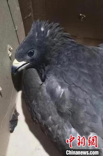 圖為被救助的鳳頭蜂鷹?！∏嗪：壹壸匀槐Ｗo區(qū)管理局供圖