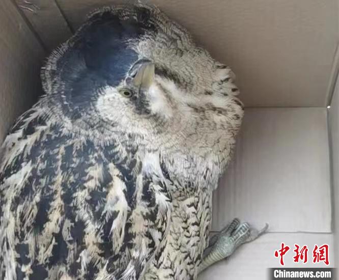 圖為被救助的大麻鳽?！∏嗪：壹壸匀槐Ｗo區(qū)管理局供圖