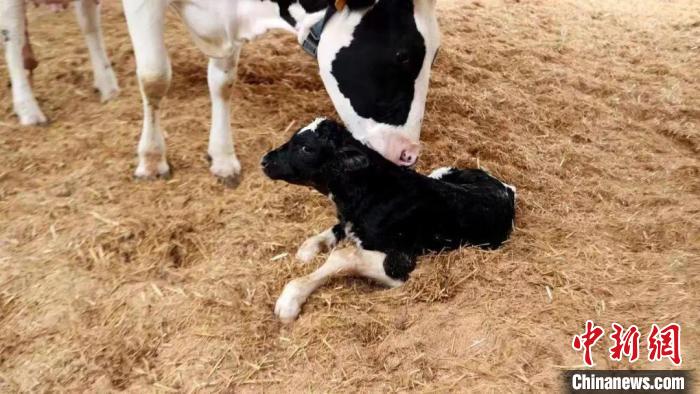 浙江省首例遺傳改良“胚胎?！闭Q生