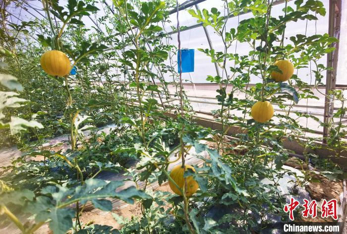 溫棚內(nèi)長勢喜人的吊瓜。　靈武市融媒體中心供圖