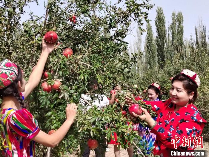 10月以來，策勒縣康喀勒村石榴成熟，村民在田園里采摘?！“浇ひ敛防聊?攝