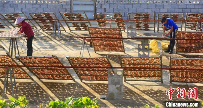 漁嫂曬制魚鲞現(xiàn)場?！≈x定會 攝