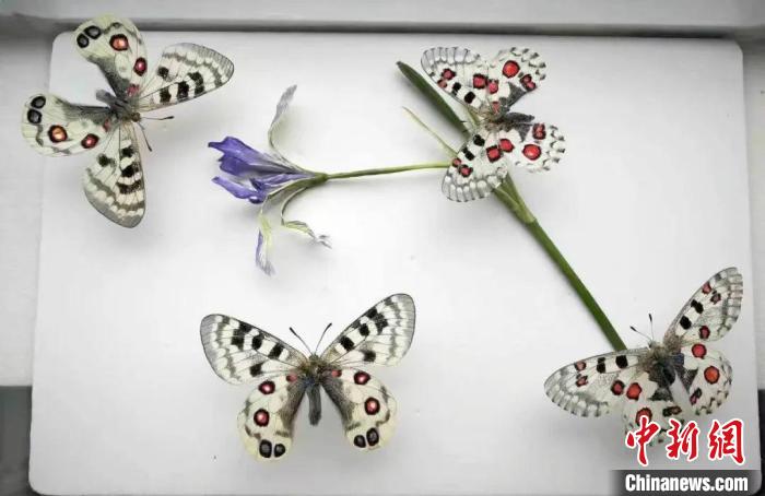 圖為蘭州大學(xué)師生的標(biāo)本作品。(資料圖) 蘭州大學(xué)供圖