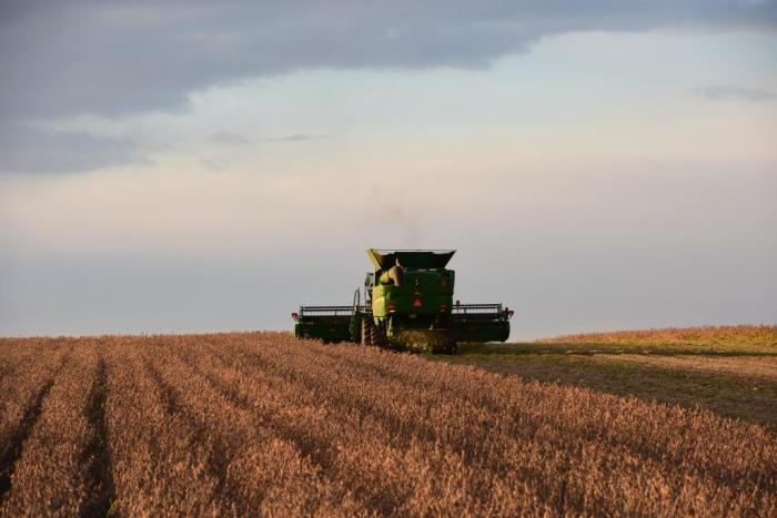 北大荒集團(tuán)建設(shè)農(nóng)場(chǎng)有限公司大豆收割現(xiàn)場(chǎng)。新華社記者 黃騰 攝