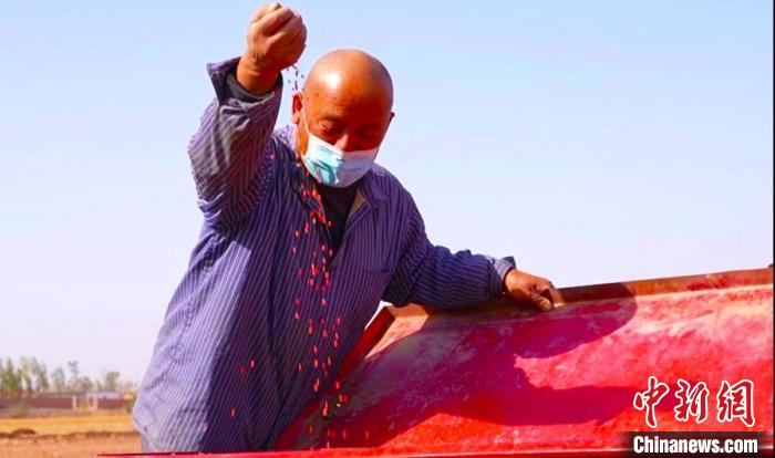 新疆昌吉市二六工鎮(zhèn)紅星村種植戶馬文學察看播種的種子?！●T國峰 攝