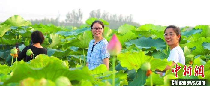 游客為“荷”而來?！☆櫴縿?攝