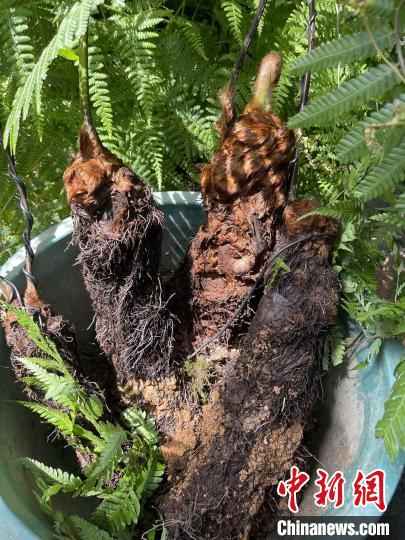 國(guó)家級(jí)瀕危珍奇植物金毛狗蕨結(jié)束“滬漂”培育將重回福建大山