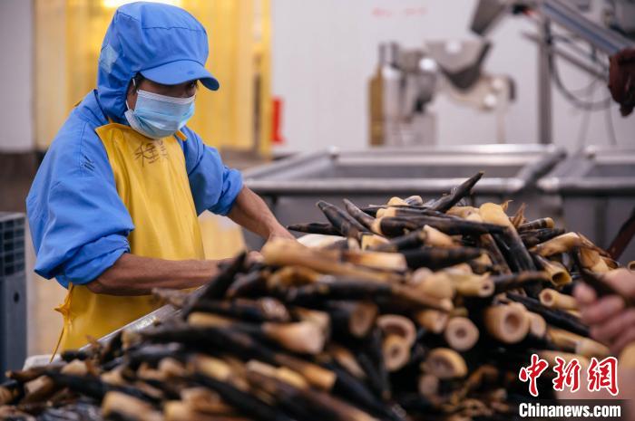 福建明良食品有限公司已深耕建甌近20年。圖為福建明良食品有限公司的手剝筍生產(chǎn)線?！±钅宪?攝