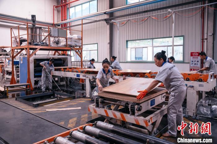 圖為全國(guó)地板行業(yè)龍頭圣象集團(tuán)在建甌的生產(chǎn)車間?！±钅宪?攝