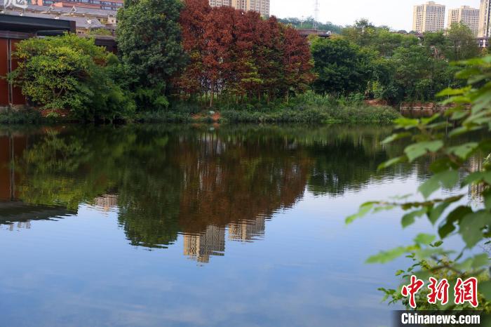 重慶兩江新區(qū)的肖家溝水庫是嘉陵江水系跳墩河的源頭，如今已打造成魚翔淺底的生態(tài)之湖?！×簹J卿 攝