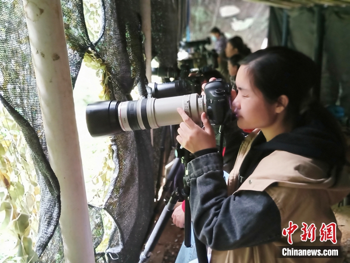 鳥友們正在弄崗觀鳥點(diǎn)拍鳥。農(nóng)林 攝