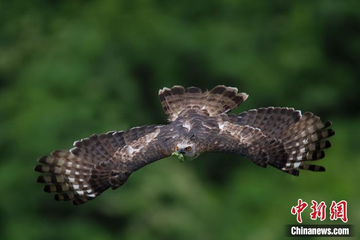 褐冠鵑隼。秦勇 攝