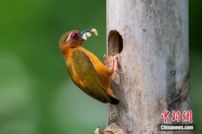 白眉棕啄木鳥。秦勇 攝