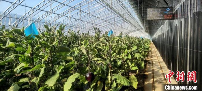 閆村的蔬菜大棚。　郭曉云 攝